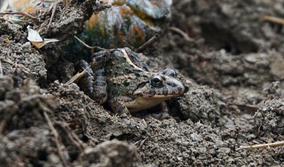 Fototapeta premium close up photo of a field frog on the ground