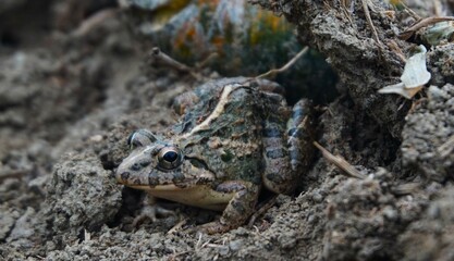 photo of a brown rice field frog, on dry ground