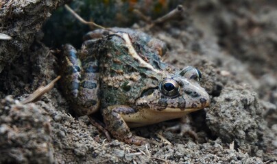 Obraz premium photo of a rice field frog lying on the ground, cute frog, rice field frog