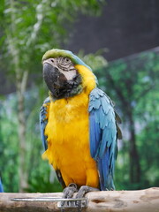Macaw parrot perched tropical forest wildlife photography lush environment close-up view nature conservation