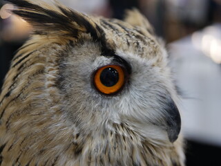 Owl close-up encounter wildlife sanctuary photography natural setting immersive wildlife observation