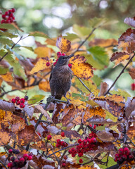 Kos Turdus merula