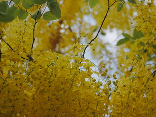 Blooming yellow flowers nature scene floral photography vibrant environment close-up view beauty of nature