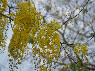 Vibrant yellow flowers nature park close-up photography outdoor eye-level botanical beauty