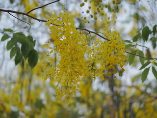 Flowering cascade of yellow blooms natural habitat nature photography lush environment close-up view botanical beauty