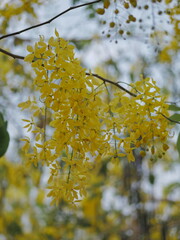 Golden blossoms blooming nature park photography outdoor close-up vibrant colors