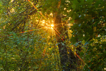 Spectra of the setting sun.
When light passes through the crown of a tree, patterns are formed.
