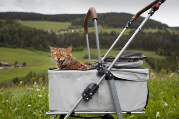 cute adult bengal cat crying in a stroller during a walk in nature