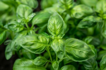 Obraz premium Fresh green basil plant is growing in the garden