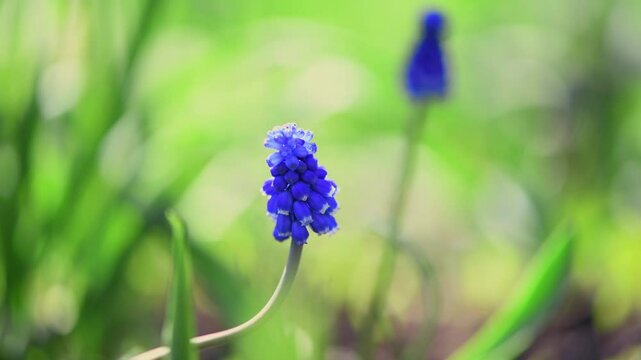 blue flower muscari in spring outdoors