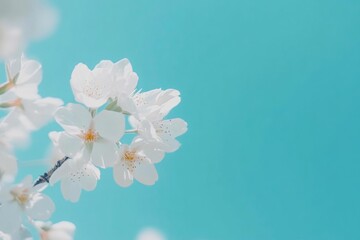 Springtime Cherry Blossoms in Full Bloom