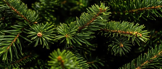 Fototapeta premium Vibrant green pine tree branches