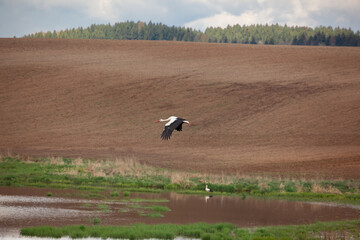 White Storks (Ciconia ciconia) Flying Over Plowed Fields During Harvest Season in Poland