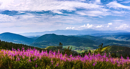 Obraz premium landscape with flowers and mountains