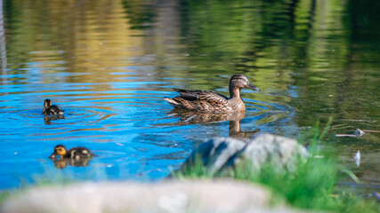 mother duck swims on the lake with her little cute ducklings, spring, summer, bird life