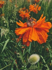 Red poppy in the field