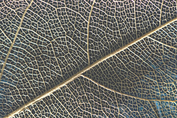 macro photography, natural plant background in the form of a skeletonized leaf of light beige color...