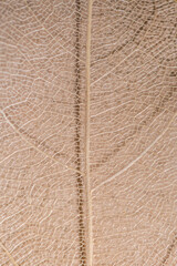 macro photography, natural plant background in the form of a skeletonized leaf of light beige color, close up