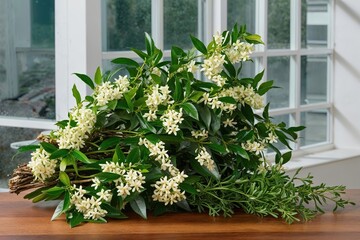Naklejka premium Jasmine Foliage Arrangement on Clear Background for Decorative Display