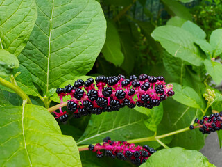 the flower blooms in the shape of a berry