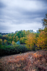 Fototapeta premium gloomy autumn landscape of a meadow with green trees, with flashing orange leaves, against a gloomy stormy sky