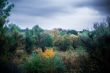 gloomy autumn landscape of a meadow with green trees, with flashing orange leaves, against a gloomy stormy sky