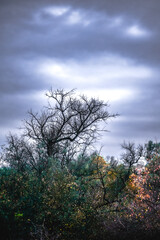 gloomy autumn landscape of a meadow with green trees, with flashing orange leaves, against a gloomy stormy sky