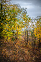 Obraz premium a meadow with orange grass on which grow trees and bushes with orange and yellow grass against the background of a forest with green trees, against the background of a gray cloudy sky, during the morn