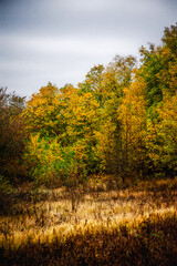 autumn forest with acacia, with yellow-cracked leaves, with meadows with yellow wet grass in the foreground, against the background of a gray sky with clouds, during a light morning rain