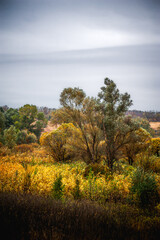 autumn forest with acacia, with yellow-cracked leaves, with meadows with yellow wet grass in the foreground, against the background of a gray sky with clouds, during a light morning rain