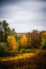 autumn forest with acacia, with yellow-cracked leaves, with meadows with yellow wet grass in the foreground, against the background of a gray sky with clouds, during a light morning rain