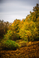 autumn forest with acacia, with yellow-cracked leaves, with meadows with yellow wet grass in the foreground, against the background of a gray sky with clouds, during a light morning rain