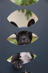 Bouledogue fran&ccedil;ais