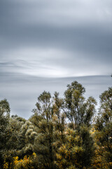 Obraz premium Trees with dense green foliage against a gray sky with white clouds, in the morning. Autumn gloomy landscape