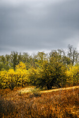 A large tree with yellow-green foliage growing on a hill with yellow-orange grass wet from the morning rain in autumn