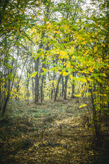 Fototapeta premium A path in an autumn forest covered with dry fallen leaves that passes through trees with orange, yellow foliage, shrouded in fog, against a gray sky, during a light rain, in the morning