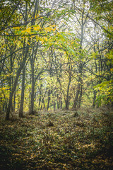 Naklejka premium A path in an autumn forest covered with dry fallen leaves that passes through trees with orange, yellow foliage, shrouded in fog, against a gray sky, during a light rain, in the morning