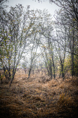 Fototapeta premium A path in an autumn forest covered with dry fallen leaves that passes through trees with orange, yellow foliage, shrouded in fog, against a gray sky, during a light rain, in the morning