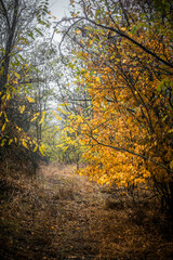 A path in an autumn forest covered with dry fallen leaves that passes through trees with orange, yellow foliage, shrouded in fog, against a gray sky, during a light rain, in the morning