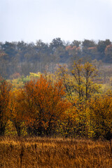 Fields of yellow grass wet from rain with trees with orange and yellow foliage against the background of dense forest and grey sky during rainy dawn