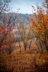 Fields of yellow grass wet from rain with trees with orange and yellow foliage against the background of dense forest and grey sky during rainy dawn