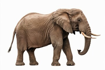 Obraz premium Majestic Elephant: A single elephant strides confidently, showcasing its impressive size, tusks, and textured skin in a stunning, detailed shot