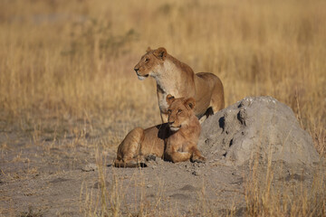 Lion female with babies spotted in savannah during safari, Safari in Africa. Big angry young lion Okavango delta, Botswana. African lion walking in the grass, with beautiful evening light. 
