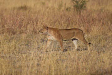 Lion female with babies spotted in savannah during safari, Safari in Africa. Big angry young lion Okavango delta, Botswana. African lion walking in the grass, with beautiful evening light. 