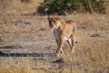 Lion female with babies spotted in savannah during safari, Safari in Africa. Big angry young lion Okavango delta, Botswana. African lion walking in the grass, with beautiful evening light. 