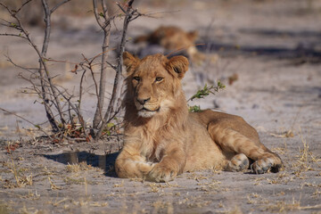 Lion female with babies spotted in savannah during safari, Safari in Africa. Big angry young lion Okavango delta, Botswana. African lion walking in the grass, with beautiful evening light. 