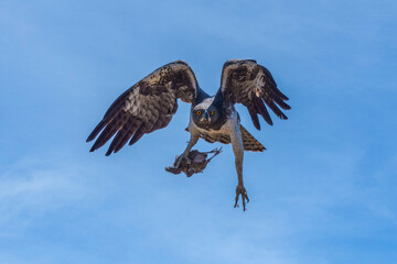 Martial Eagle, Polemaetus bellicosus, carrying prey, Moremi, Botswana