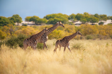 roup of giraffes walking through the valley, Chobe National Park, Botswana
