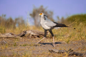 Secretarybird or Secretary Bird - Sagittarius serpentarius large, mostly terrestrial bird of prey, endemic to Africa, grasslands and savanna of the sub-Saharan region, very long legs, eagle-like body
