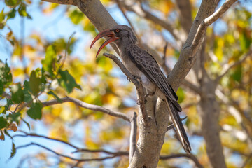 Fototapeta premium Bradfield's Hornbill, Lophoceros bradfieldi, perched on a branch at Savute Safari Lodge in Chobe National Park.